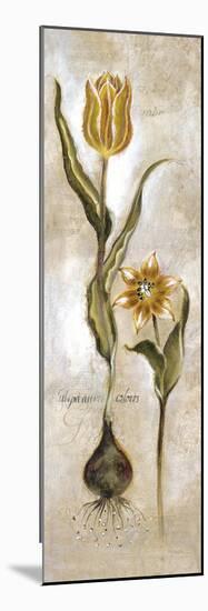 Tulipa Violoncello VI-Augustine-Mounted Giclee Print