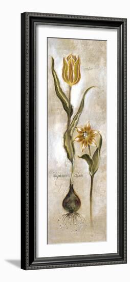 Tulipa Violoncello VI-Augustine-Framed Giclee Print