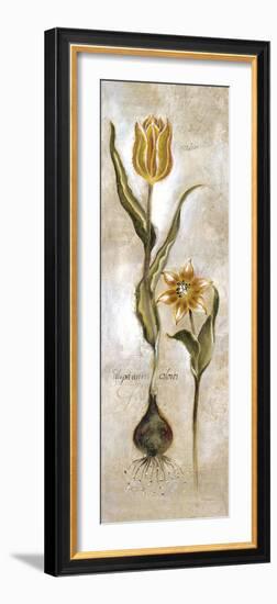 Tulipa Violoncello VI-Augustine-Framed Giclee Print