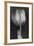 Tulipan X Ray-Moises Levy-Framed Photographic Print