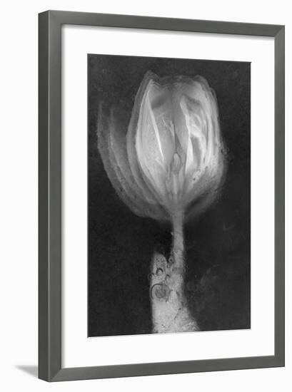 Tulipan X Ray-Moises Levy-Framed Photographic Print