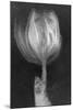 Tulipan X Ray-Moises Levy-Mounted Photographic Print