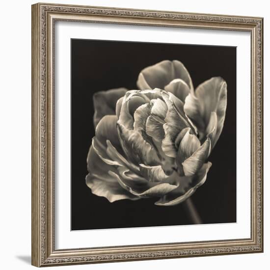 Tulipana Still-Assaf Frank-Framed Giclee Print