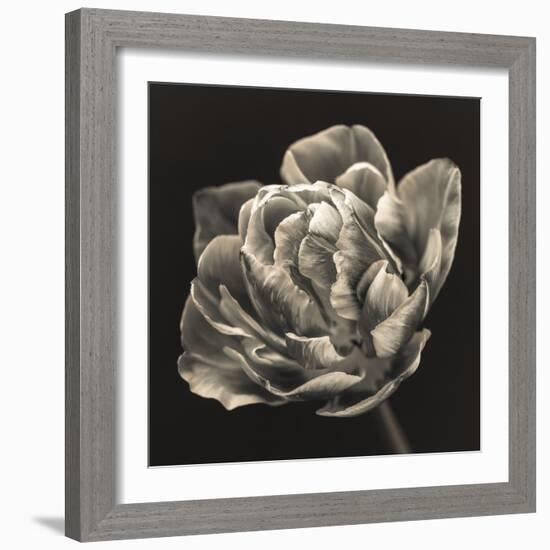 Tulipana Still-Assaf Frank-Framed Giclee Print