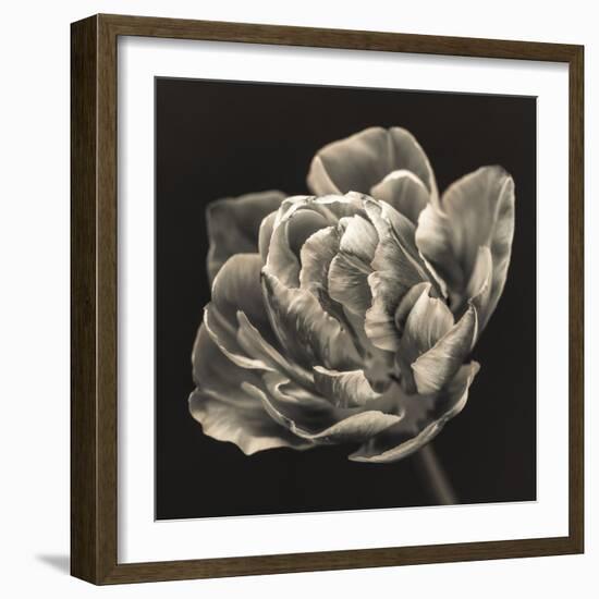 Tulipana Still-Assaf Frank-Framed Giclee Print