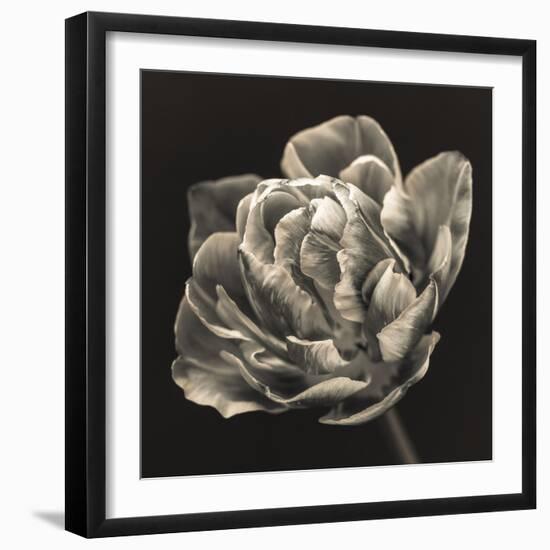 Tulipana Still-Assaf Frank-Framed Giclee Print