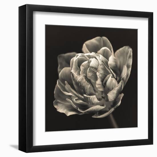 Tulipana Still-Assaf Frank-Framed Giclee Print