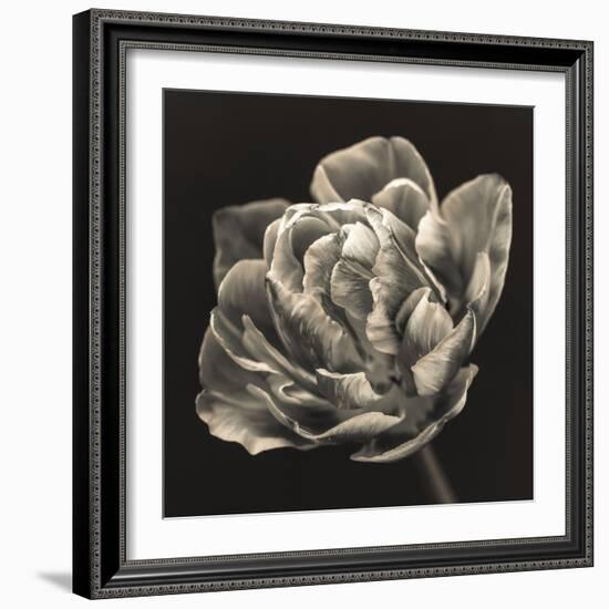 Tulipana Still-Assaf Frank-Framed Giclee Print