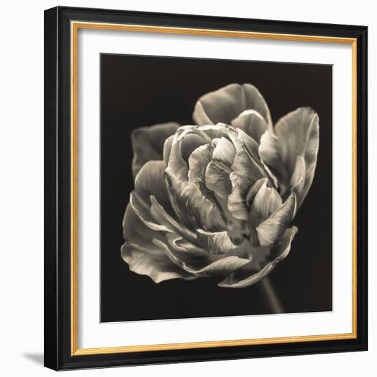 Tulipana Still-Assaf Frank-Framed Giclee Print