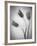 Tulipanes Amarillos-Moises Levy-Framed Photographic Print