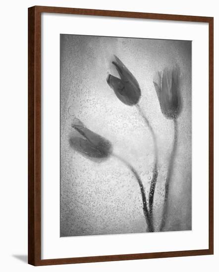Tulipanes Amarillos-Moises Levy-Framed Photographic Print