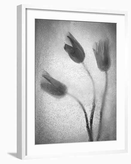 Tulipanes Amarillos-Moises Levy-Framed Photographic Print