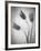 Tulipanes Amarillos-Moises Levy-Framed Photographic Print