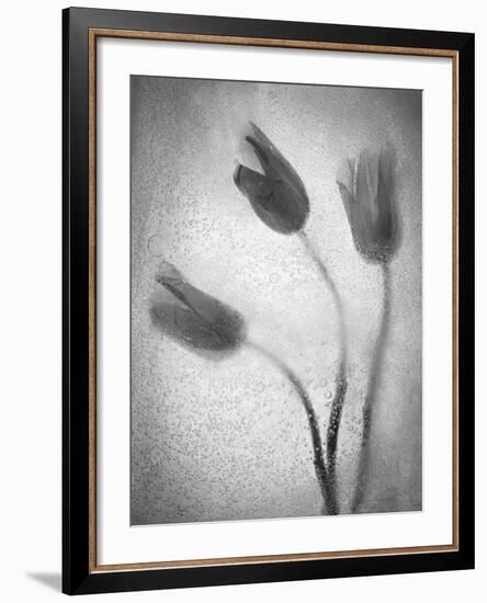 Tulipanes Amarillos-Moises Levy-Framed Photographic Print