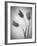 Tulipanes Amarillos-Moises Levy-Framed Photographic Print