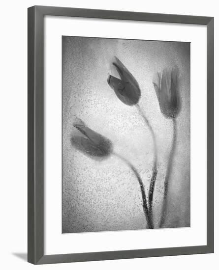 Tulipanes Amarillos-Moises Levy-Framed Photographic Print