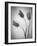 Tulipanes Amarillos-Moises Levy-Framed Photographic Print