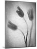 Tulipanes Amarillos-Moises Levy-Mounted Photographic Print