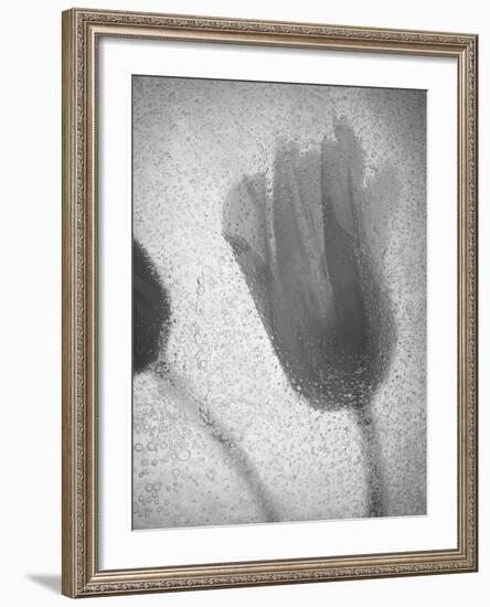 Tulipanes Amarillos-Moises Levy-Framed Photographic Print