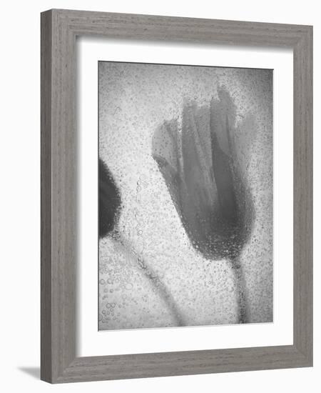 Tulipanes Amarillos-Moises Levy-Framed Photographic Print