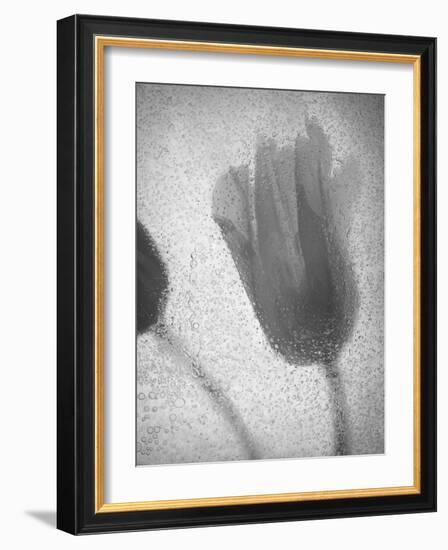 Tulipanes Amarillos-Moises Levy-Framed Photographic Print