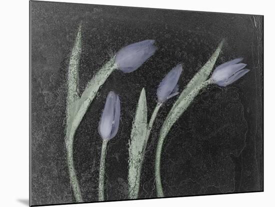 Tulipanes Azules-Moises Levy-Mounted Photographic Print
