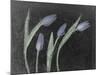 Tulipanes Azules-Moises Levy-Mounted Photographic Print