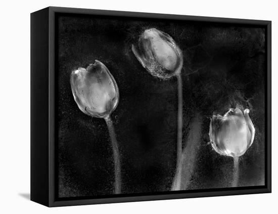 Tulipanes Platino-Moises Levy-Framed Premier Image Canvas