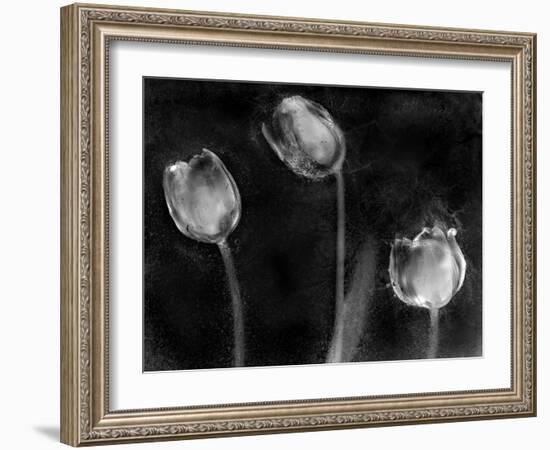 Tulipanes Platino-Moises Levy-Framed Photographic Print