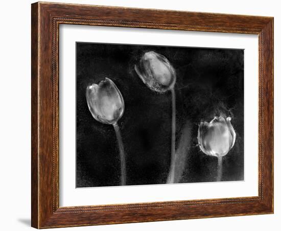 Tulipanes Platino-Moises Levy-Framed Photographic Print