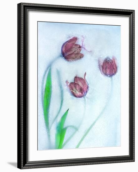 Tulipanes Rojos-Moises Levy-Framed Photographic Print