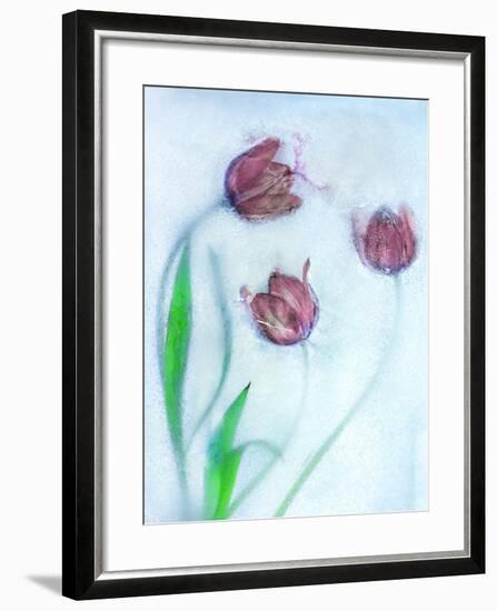 Tulipanes Rojos-Moises Levy-Framed Photographic Print