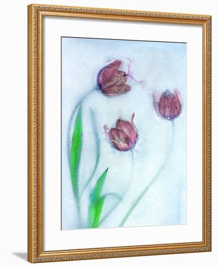 Tulipanes Rojos-Moises Levy-Framed Photographic Print