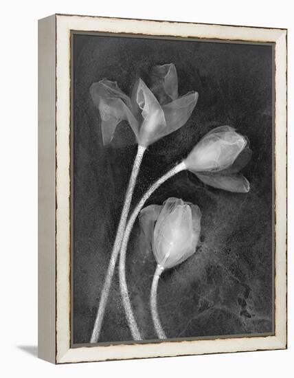 Tulipanes-Moises Levy-Framed Premier Image Canvas