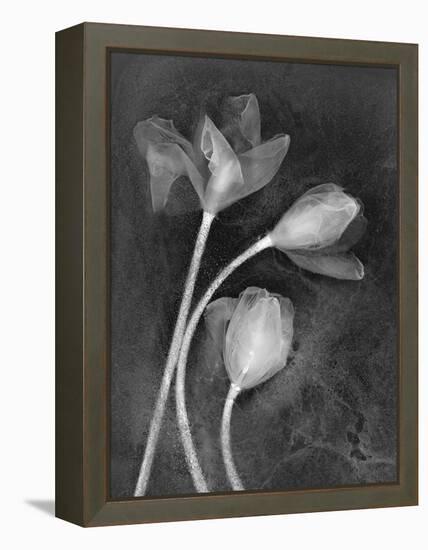 Tulipanes-Moises Levy-Framed Premier Image Canvas