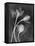 Tulipanes-Moises Levy-Framed Premier Image Canvas