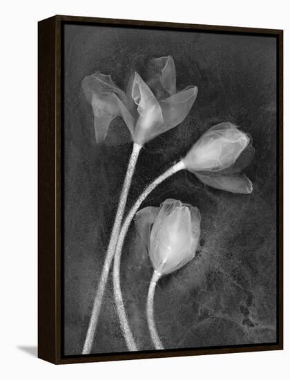 Tulipanes-Moises Levy-Framed Premier Image Canvas