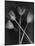 Tulipanes-Moises Levy-Mounted Photographic Print