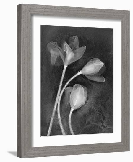 Tulipanes-Moises Levy-Framed Photographic Print