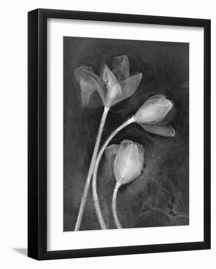 Tulipanes-Moises Levy-Framed Photographic Print