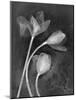Tulipanes-Moises Levy-Mounted Photographic Print