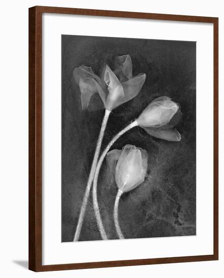 Tulipanes-Moises Levy-Framed Photographic Print