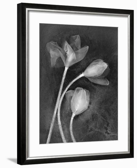 Tulipanes-Moises Levy-Framed Photographic Print