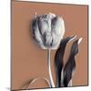 Tulipano Almond-Bill Philip-Mounted Giclee Print