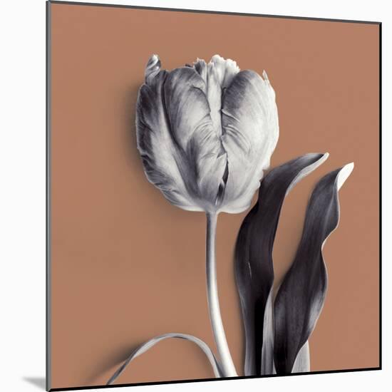 Tulipano Almond-Bill Philip-Mounted Giclee Print