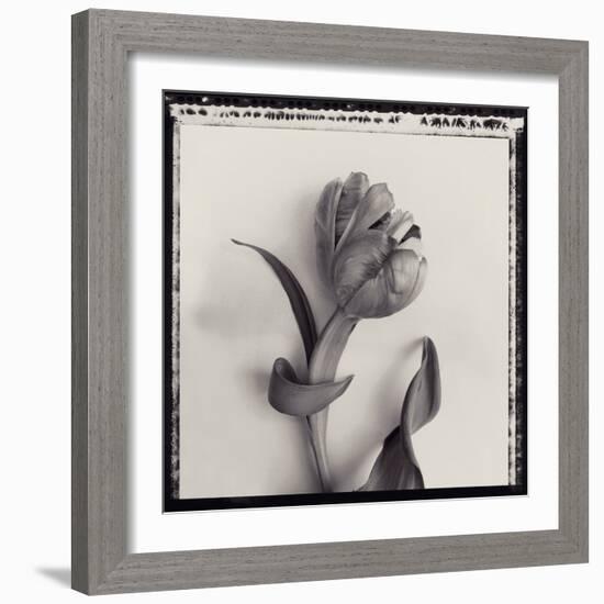 Tulipano Bontanica I-Bill Philip-Framed Giclee Print