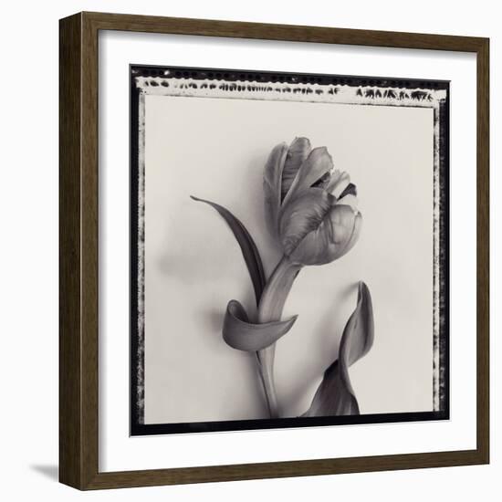 Tulipano Bontanica I-Bill Philip-Framed Giclee Print