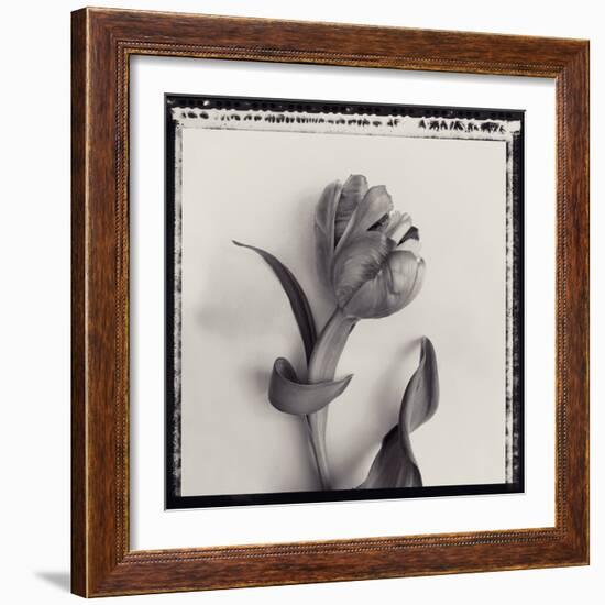 Tulipano Bontanica I-Bill Philip-Framed Giclee Print