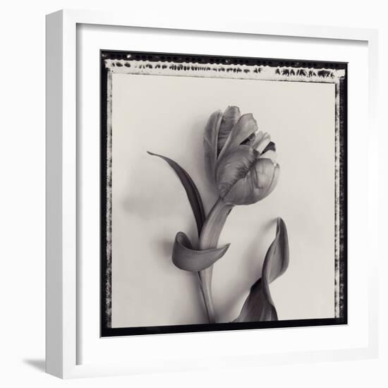 Tulipano Bontanica I-Bill Philip-Framed Giclee Print