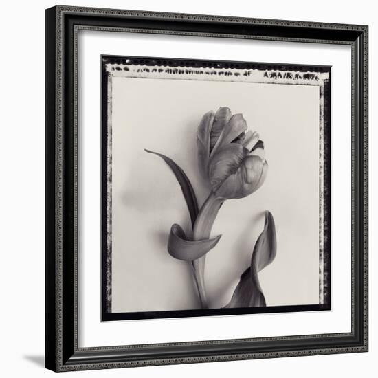 Tulipano Bontanica I-Bill Philip-Framed Giclee Print